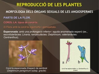 REPRODUCCIÓ DE LES PLANTES
MORFOLOGIA DELS ÓRGANS SEXUALS DE LES ANGIOSPERMES
PARTS DE LA FLOR.PARTS DE LA FLOR.
COROL·LA: tipus de corol·la.COROL·LA: tipus de corol·la.
4)4) Flors amb la corol·la zigomorfa i gamopètala.Flors amb la corol·la zigomorfa i gamopètala.
Esperonada: amb una prolongació inferior i aguda anomenada esperó (ex.,
escrofulariàcies: Linaria, ranunculàcies: Delphinium, valerianàcies:
Centranthus).
Corol·la esperonada d'esperó de sembrat
(Delphinium peregrinum subsp. gracile)
 