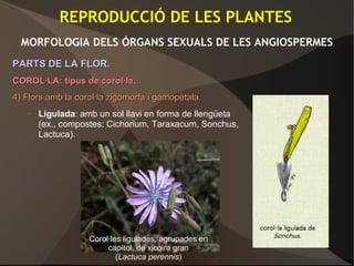 REPRODUCCIÓ DE LES PLANTES
MORFOLOGIA DELS ÓRGANS SEXUALS DE LES ANGIOSPERMES
PARTS DE LA FLOR.PARTS DE LA FLOR.
COROL·LA: tipus de corol·la.COROL·LA: tipus de corol·la.
4)4) Flors amb la corol·la zigomorfa i gamopètala.Flors amb la corol·la zigomorfa i gamopètala.
– Ligulada: amb un sol llavi en forma de llengüeta
(ex., compostes: Cichorium, Taraxacum, Sonchus,
Lactuca).
Corol·les ligulades, agrupades en
capítol, de xicoira gran
(Lactuca perennis)
 