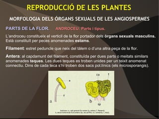 REPRODUCCIÓ DE LES PLANTES
MORFOLOGIA DELS ÓRGANS SEXUALS DE LES ANGIOSPERMES
PARTS DE LA FLOR.PARTS DE LA FLOR. ANDROCEU: Parts i tipus.ANDROCEU: Parts i tipus.
L’androceu constitueix el verticil de la flor portador dels òrgans sexuals masculins.
Està constituït per peces anomenades estams.
Filament: estret peduncle que neix del tàlem o d’una altra peça de la flor.
Antera: al capdamunt del filament, constituïda per dues parts o meitats similars
anomenades teques. Les dues teques es troben unides per un teixit anomenat
connectiu. Dins de cada teca s’hi troben dos sacs pol.línics (els microsporangis).
 