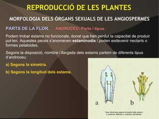 REPRODUCCIÓ DE LES PLANTES
MORFOLOGIA DELS ÓRGANS SEXUALS DE LES ANGIOSPERMES
PARTS DE LA FLOR.PARTS DE LA FLOR. ANDROCEU: Parts i tipus.ANDROCEU: Parts i tipus.
Podem trobar estams no funcionals, donat que han perdut la capacitat de produir
pol·len. Aquestes peces s’anomenen estaminodis i poden esdevenir nectaris o
formes petaloides.
Segons la disposició, nombre i llargada dels estams parlem de diferents tipus
d’androceu:
a) Segons la simetria.
b) Segons la longitud dels estams.
 