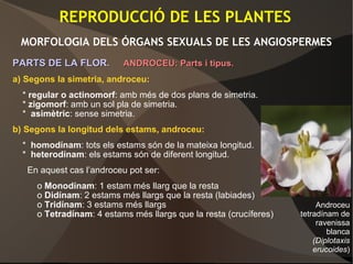 REPRODUCCIÓ DE LES PLANTES
MORFOLOGIA DELS ÓRGANS SEXUALS DE LES ANGIOSPERMES
PARTS DE LA FLOR.PARTS DE LA FLOR. ANDROCEU: Parts i tipus.ANDROCEU: Parts i tipus.
a) Segons la simetria, androceu:
* regular o actinomorf: amb més de dos plans de simetria.
* zigomorf: amb un sol pla de simetria.
* asimètric: sense simetria.
b) Segons la longitud dels estams, androceu:
* homodínam: tots els estams són de la mateixa longitud.
* heterodínam: els estams són de diferent longitud.
En aquest cas l’androceu pot ser:
o Monodínam: 1 estam més llarg que la resta
o Didínam: 2 estams més llargs que la resta (labiades)
o Tridínam: 3 estams més llargs
o Tetradínam: 4 estams més llargs que la resta (crucíferes)
Androceu
tetradínam de
ravenissa
blanca
(Diplotaxis
erucoides)
 