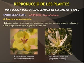 REPRODUCCIÓ DE LES PLANTES
MORFOLOGIA DELS ÓRGANS SEXUALS DE LES ANGIOSPERMES
PARTS DE LA FLOR.PARTS DE LA FLOR. ANDROCEU: Tipus d'estams.ANDROCEU: Tipus d'estams.
a) Segons la concrescència:
• Lliures: poden néixer sobre el receptacle, sobre el gineceu (estams epígins) o
sobre els pètals (estams epipètals o corol.lins)
Estams lliures de trepó
(Verbascum sinuatum)
Estams lliures d'harmala
(Peganum harmala)
 