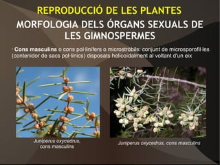 MORFOLOGIA DELS ÓRGANS SEXUALS DE
LES GIMNOSPERMES
• Cons masculins o cons pol·linífers o microstròbils: conjunt de microsporofil·les
(contenidor de sacs pol·línics) disposats helicoïdalment al voltant d'un eix
REPRODUCCIÓ DE LES PLANTES
Juniperus oxycedrus,
cons masculins
Juniperus oxycedrus, cons masculins
 