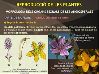 REPRODUCCIÓ DE LES PLANTES
MORFOLOGIA DELS ÓRGANS SEXUALS DE LES ANGIOSPERMES
PARTS DE LA FLOR.PARTS DE LA FLOR. ANDROCEU: Tipus d'estams.ANDROCEU: Tipus d'estams.
a) Segons la concrescència:
•Soldats pel filament: Si es troben soldats fent un sol feix s’anomenen monadelfs,
si s’agrupen en dos feixos, diadelfs (p.e. en les papilionàcies), i si ho fan en més de
dos feixos poliadelfs.
Estams soldats
monadelfs de malva
(Malva sylvestris)
Estams soldats
polidelfs d'herba de
Sant Joan (Hypericum
perforatum)
 