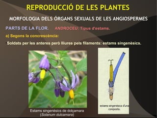 REPRODUCCIÓ DE LES PLANTES
MORFOLOGIA DELS ÓRGANS SEXUALS DE LES ANGIOSPERMES
PARTS DE LA FLOR.PARTS DE LA FLOR. ANDROCEU: Tipus d'estams.ANDROCEU: Tipus d'estams.
a) Segons la concrescència:
•Soldats per les anteres però lliures pels filaments: estams singenèsics.
Estams singenèsics de dolçamara
(Solanum dulcamara)
 