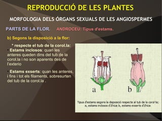 REPRODUCCIÓ DE LES PLANTES
MORFOLOGIA DELS ÓRGANS SEXUALS DE LES ANGIOSPERMES
PARTS DE LA FLOR.PARTS DE LA FLOR. ANDROCEU: Tipus d'estams.ANDROCEU: Tipus d'estams.
b) Segons la disposició a la flor:
* respecte el tub de la corol.la:
• Estams inclosos: quan les
anteres queden dins del tub de la
corol.la i no son aparents des de
l’exterio
• Estams exserts: quan les anteres,
i fins i tot els filaments, sobresurten
del tub de la corol.la .
 