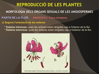 REPRODUCCIÓ DE LES PLANTES
MORFOLOGIA DELS ÓRGANS SEXUALS DE LES ANGIOSPERMES
PARTS DE LA FLOR.PARTS DE LA FLOR. ANDROCEU: Tipus d'estams.ANDROCEU: Tipus d'estams.
c) Segons l'orientació de les anteres:
* Estams introrsos: quan les anteres estan dirigides cap a l'interior de la flor.
* Estams extrorsos: quan les anteres estan dirigides cap a l'exterior de la flor.
 