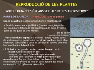 REPRODUCCIÓ DE LES PLANTES
MORFOLOGIA DELS ÓRGANS SEXUALS DE LES ANGIOSPERMES
PARTS DE LA FLOR.PARTS DE LA FLOR. ANDROCEU: Gra de pol·lenANDROCEU: Gra de pol·len
Grans de pol·len: espores masculines,o micròspores.
- Presenten dues capes: una externa (e) que mostra punts
de sortida o porus germinatius per al tub pol·línic, i una altre
interna (i), constituïda a base de cel·lulosa i pectina que més
tard envoltarà el tub pol·línic.
- A l'interior del gra de pol·len: protoplasma i nucli.
Aquest nucli es dividirà en dos:
* un gros i arrodonit (el nucli vegetatiu (nv))
* i un altre petit i allargat (el nucli generatiu (ng) o
reproductor). Aquest, dins del tub pol·línic (tp) en
creixement, es dividirà de nou en dos i donarà dos nuclis
espermàtics (ne) (gàmetes masculins).
- Produïts en els sacs pol·línics (microsporangis) per les
cèl·lules mare del gra de pol·len després de dues divisions
(una de les quals és una meiosi).
gra de pol·len
(Haplophyllum linifolium)
 