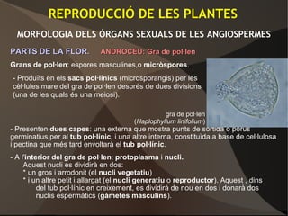 REPRODUCCIÓ DE LES PLANTES
MORFOLOGIA DELS ÓRGANS SEXUALS DE LES ANGIOSPERMES
PARTS DE LA FLOR.PARTS DE LA FLOR. ANDROCEU: Gra de pol·lenANDROCEU: Gra de pol·len
Grans de pol·len: espores masculines,o micròspores.
- Presenten dues capes: una externa que mostra punts de sortida o porus
germinatius per al tub pol·línic, i una altre interna, constituïda a base de cel·lulosa
i pectina que més tard envoltarà el tub pol·línic.
- A l'interior del gra de pol·len: protoplasma i nucli.
Aquest nucli es dividirà en dos:
* un gros i arrodonit (el nucli vegetatiu)
* i un altre petit i allargat (el nucli generatiu o reproductor). Aquest , dins
del tub pol·línic en creixement, es dividirà de nou en dos i donarà dos
nuclis espermàtics (gàmetes masculins).
- Produïts en els sacs pol·línics (microsporangis) per les
cèl·lules mare del gra de pol·len després de dues divisions
(una de les quals és una meiosi).
gra de pol·len
(Haplophyllum linifolium)
 