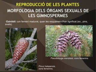 MORFOLOGIA DELS ÓRGANS SEXUALS DE
LES GIMNOSPERMES
• Estròbil: con femení madurat, quan les esquames s'han lignificat (ex., pins,
avets).
REPRODUCCIÓ DE LES PLANTES
Pinus halepensis,
cons femenins.
Pseudotsuga menziesii, cons femenins
 