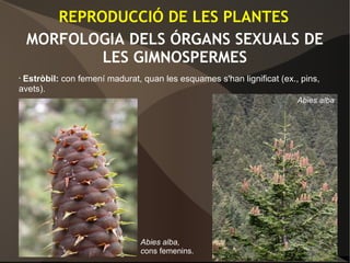 MORFOLOGIA DELS ÓRGANS SEXUALS DE
LES GIMNOSPERMES
• Estròbil: con femení madurat, quan les esquames s'han lignificat (ex., pins,
avets).
REPRODUCCIÓ DE LES PLANTES
Abies alba,
cons femenins.
Abies alba
 