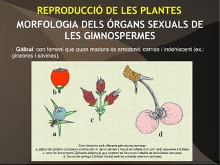 MORFOLOGIA DELS ÓRGANS SEXUALS DE
LES GIMNOSPERMES
• Gàlbul: con femení que quan madura és arrodonit, carnós i indehiscent (ex.:
ginebres i savines).
REPRODUCCIÓ DE LES PLANTES
 
