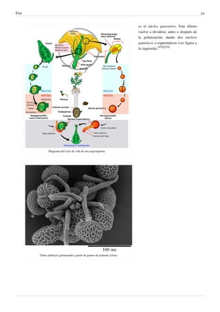 Flor 19
Diagrama del ciclo de vida de una angiosperma.
Tubos polínicos germinando a partir de granos de polende Lilium.
es el núcleo generativo. Este último
vuelve a dividirse, antes o después de
la polinización, dando dos núcleos
gaméticos o espermáticos (ver figura a
la izquierda).
[45][][18]
 
