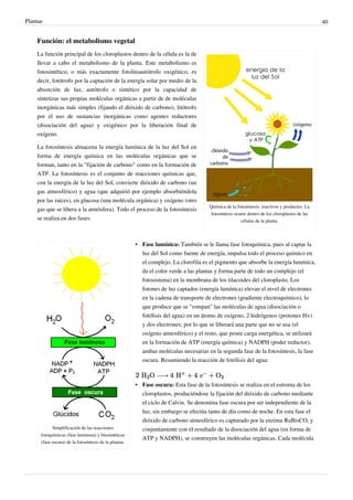 Plantae 40
Función: el metabolismo vegetal
Química de la fotosíntesis: reactivos y productos. La
fotosíntesis ocurre dentro de los cloroplastos de las
células de la planta.
La función principal de los cloroplastos dentro de la célula es la de
llevar a cabo el metabolismo de la planta. Este metabolismo es
fotosintético, o más exactamente fotolitoautótrofo oxigénico, es
decir, fotótrofo por la captación de la energía solar por medio de la
absorción de luz, autótrofo o sintético por la capacidad de
sintetizar sus propias moléculas orgánicas a partir de de moléculas
inorgánicas más simples (fijando el dióxido de carbono), litótrofo
por el uso de sustancias inorgánicas como agentes reductores
(disociación del agua) y oxigénico por la liberación final de
oxígeno.
La fotosíntesis almacena la energía lumínica de la luz del Sol en
forma de energía química en las moléculas orgánicas que se
forman, tanto en la "fijación de carbono" como en la formación de
ATP. La fotosíntesis es el conjunto de reacciones químicas que,
con la energía de la luz del Sol, convierte dióxido de carbono (un
gas atmosférico) y agua (que adquirió por ejemplo absorbiéndola
por las raíces), en glucosa (una molécula orgánica) y oxígeno (otro
gas que se libera a la atmósfera). Todo el proceso de la fotosíntesis
se realiza en dos fases:
Simplificación de las reacciones
fotoquímicas (fase luminosa) y biosintéticas
(fase oscura) de la fotosíntesis de la plantas.
• Fase lumínica: También se le llama fase fotoquímica, pues al captar la
luz del Sol como fuente de energía, impulsa todo el proceso químico en
el complejo. La clorofila es el pigmento que absorbe la energía lumínica,
da el color verde a las plantas y forma parte de todo un complejo (el
fotosistema) en la membrana de los tilacoides del cloroplasto. Los
fotones de luz captados (energía lumínica) elevan el nivel de electrones
en la cadena de transporte de electrones (gradiente electroquímico), lo
que produce que se "rompan" las moléculas de agua (disociación o
fotólisis del agua) en un átomo de oxígeno, 2 hidrógenos (protones H+)
y dos electrones; por lo que se liberará una parte que no se usa (el
oxígeno atmosférico) y el resto, que posee carga energética, se utilizará
en la formación de ATP (energía química) y NADPH (poder reductor),
ambas moléculas necesarias en la segunda fase de la fotosíntesis, la fase
oscura. Resumiendo la reacción de fotólisis del agua:
• Fase oscura: Esta fase de la fotosíntesis se realiza en el estroma de los
cloroplastos, produciéndose la fijación del dióxido de carbono mediante
el ciclo de Calvin. Se denomina fase oscura por ser independiente de la
luz, sin embargo se efectúa tanto de día como de noche. En esta fase el
dióxido de carbono atmosférico es capturado por la enzima RuBisCO, y
conjuntamente con el resultado de la disociación del agua (en forma de
ATP y NADPH), se construyen las moléculas orgánicas. Cada molécula
 