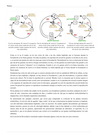 Plantae 52
Ciclo de vida haplonte. M!: meiosis F!: fecundación
m!: mitosis círculo: primer estadio del ciclo de vida,
unicelular cuadrado: estadios siguientes del ciclo de
vida, multicelulares
Ciclo de vida diplonte M!: meiosis F!: fecundación m!:
mitosis círculo: primer estadio del ciclo de vida,
unicelular cuadrado: estadios siguientes del ciclo de
vida, multicelulares
Ciclo de vida haplo-diplonte M!: meiosis F!:
fecundación m!: mitosis círculo: primer estadio del
ciclo de vida, unicelular cuadrado: estadios siguientes
del ciclo de vida, multicelulares
Como se ve en el cuadro, en los tres ciclos de vida, a las dos células haploides que se fusionan durante la
fecundación se las llama gametas. En todas las plantas con reproducción sexual las gametas se dividen en dos sexos,
y se necesita una gameta de cada sexo para que ocurra la fecundación. Normalmente los sexos evolucionan de forma
que una de las gametas sea móvil y busque activamente a la otra, y la otra gameta sea inmóvil pero más grande y con
sustancias de reserva ("alimento") en el citoplasma. Cuando es así a la gameta móvil se la llama masculina, a la
gameta con sustancias de reserva se la llama femenina. La célula diploide que se forma durante la fecundación se
llama cigoto.
Finalmente hay ciclos de vida en los que se conserva durante todo el ciclo la cantidad de ADN de las células, no hay
división en fases haploide y diploide, no hay meiosis ni fecundación y, para dar descendencia, se generan células
nuevas por mitosis. Por lo tanto la reproducción es asexual. Muchas veces se encuentra que la misma especie es
capaz de dar descendencia tanto sexual como asexualmente, cuando es así, la reproducción asexual se puede integrar
a los esquemas de reproducción sexual como los descriptos, agregando un ciclo de reproducción asexual donde ésta
ocurra. En general las especies se reproducen sexualmente (aunque en muchos casos sea más común la reproducción
asexual).
En las plantas en el sentido más amplio (el de eucariotas con cloroplastos) podemos encontrar cualquiera de estos 3
ciclos de vida, variaciones más complejas de ellos, y también ciclos de vida que no implican multicelularidad en
ninguna fase, en los llamados organismos unicelulares.
Se mencionarán dos ejemplos concretos, que sirven para comprender la evolución de las plantas terrestres
(embriofitas): el ciclo de vida de aquellas "algas verdes" de las que evolucionaron las plantas terrestres es haplonte,
con sólo individuos multicelulares haploides, como sus ancestros. En cambio aquellos descendientes que llamamos
plantas terrestres, poseen un ciclo de vida haplo-diplonte, debido a que la fase diploide se volvió multicelular por
mitosis antes de dar las gametas, apareciendo dos generaciones alternadas de individuos: el esporofito 2n y el
gametofito n, que en las plantas terrestres que existen en la actualidad no son iguales morfológicamente (ver más
adelante).
En la sección de Diversidad se mostrarán cuadros ilustrando algunos ciclos de vida con casos concretos.
 