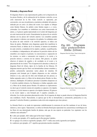 Flor 13
Fórmula y diagrama floral
Diagrama floral de Lilium. Véase la descripción
en el texto.
Diagrama floral de Oxalis. Véase la descripción
en el texto.
El diagrama floral es una representación gráfica de la disposición de
las piezas florales y de la ordenación de los distintos verticilos, en un
corte transversal de la flor. Cada verticilo se representa, por
convención, con una circunferencia concéntrica alrededor del gineceo,
indicado por un corte a la altura del ovario. Los sépalos se dibujan
como lúnulas blancas, los pétalos como lúnulas negras o, a veces,
coloreadas. Los estambres se simbolizan con cortes transversales de
antera, y el gineceo queda representado en el centro del diagrama por
un corte transversal del ovario. Generalmente las piezas de un verticilo
alternan con las piezas del verticilo anterior. Los estambres pueden
estar opuestos o alternos con respecto a los pétalos. La soldadura entre
las piezas de cada verticilo o de verticilos opuestos, se indica con
líneas de puntos. Mediante estos diagramas queda bien manifiesta la
estructura floral, se deduce de él su simetría, el número de miembros
de cada verticilo, y tratándose de los sépalos y pétalos, su prefloración,
su soldadura o independencia; del androceo la posición relativa de los
estambres con respecto al perianto, la concrescencia o separación de
los mismos, su unión o autonomía con respecto a la corola y la
posición introrsa o extrorsa de las anteras. Del gineceo, se puede
observar el número de carpelos y de cavidades en el ovario y la
placentación de los óvulos.
[]
En el esquema de la derecha se observa el
diagrama floral de Lilium, típico de la familia de las liliáceas. El
diagrama muestra que las flores son hermafroditas (tienen estambres y
pistilo), actinomorfas (presentan varios planos de simetría). El
perigonio está formado por 6 tépalos dispuestos en dos verticilos
trímeros (o sea, cada uno de ellos está formado por tres piezas), se
hallan separados entre sí y libres de las demás piezas florales (se dice,
entonces, dialitépalo). El androceo presenta 6 estambres dispuestos en
2 verticilos también trímeros, los filamentos se hallan separados entre
sí y libres de las demás piezas florales. El androceo es diplostémono
(es decir que el verticilo externo de estambres es opuesto a los tépalos
externos y el ciclo interno es opuesto a los tépalos internos). El gineceo
es de ovario súpero y está formado por 3 carpelos connados, es
trilocular. Los óvulos presentan placentación axilar. En el esquema de abajo se puede observar el diagrama floral de
una oxalidácea: Oxalis. Nuevamente, se aprecia que la flor es hermafrodita y actinomorfa, pentacíclica (o sea,
presenta 5 verticilos florales) y pentámera (cada ciclo está compuesto por cinco piezas).
La fórmula floral es un modo de representar simbólicamente la estructura de una flor mediante el uso de letras,
números y otros signos. Típicamente, se utiliza la fórmula floral para representar las características morfológicas de
las flores de una determinada familia de plantas, más que de una especie en particular. Las siguientes son los
símbolos más utilizados:
[]
K = cáliz; por ejemplo, «K5» indica que la flor tiene 5 sépalos.
C = corola; por ejemplo, «C3» significa que la flor presenta 3 pétalos.
Z = se agrega si la corola es cigomorfa; ejemplo, «CZ»
6
= indica una corola cigomorfa con 6 pétalos
A = androceo; por ejemplo, «A
∞
» significa que presenta muchos estambres
 