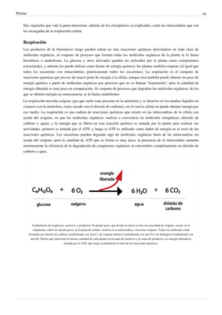 Plantae 44
Dos organelas que vale la pena mencionar, además de los cloroplastos ya explicados, están las mitocondrias que son
las encargadas de la respiración celular.
Respiración
Los productos de la fotosíntesis luego pueden entrar en más reacciones químicas derivándose en toda clase de
moléculas orgánicas, al conjunto de procesos que forman todas las moléculas orgánicas de la planta se lo llama
biosíntesis o anabolismo. La glucosa y otros derivados pueden ser utilizados por la planta como componentes
estructurales, y además los puede utilizar como fuente de energía química: las plantas también respiran (al igual que
todos los eucariotas con mitocondrias, prácticamente todos los eucariotas). La respiración es el conjunto de
reacciones químicas que provee de mayor parte de energía a la célula, aunque ésta también puede obtener un poco de
energía química a partir de moléculas orgánicas por procesos que no se llaman "respiración", pero la cantidad de
energía obtenida es muy poca en comparación. Al conjunto de procesos que degradan las moléculas orgánicas, de los
que se obtiene energía en consecuencia, se lo llama catabolismo.
La respiración necesita oxígeno (gas que suele estar presente en la atmósfera y se disuelve en los medios líquidos en
contacto con la atmósfera, como sucede con el dióxido de carbono), sin el cual la célula no puede obtener energía por
ese medio. La respiración es una cadena de reacciones químicas que ocurre en las mitocondrias de la célula con
ayuda del oxígeno, en que las moléculas orgánicas vuelven a convertirse en moléculas inorgánicas (dióxido de
carbono y agua), y la energía que se libera en esta reacción química es tomada por la planta para realizar sus
actividades, primero es tomada por el ATP, y luego el ATP es utilizado como dador de energía en el resto de las
reacciones químicas. Los eucariotas pueden degradar algo de moléculas orgánicas fuera de las mitocondrias sin
ayuda del oxígeno, pero la cantidad de ATP que se forma es muy poca: la presencia de la mitocondria aumenta
enormemente la eficiencia de la degradación de compuestos orgánicos al convertirlos completamente en dióxido de
carbono y agua.
Catabolismo de la glucosa, reactivos y productos. El primer paso, que divide al azúcar en dos sin necesidad de oxígeno, ocurre en el
citoplasma, todos los demás pasos, la respiración celular, ocurren en la mitocondria y necesitan oxígeno. Todas las moléculas están
formadas por átomos de carbono (simbolizado con una C), de oxígeno atómico (simbolizado con una O) y de hidrógeno (simbolizado con
una H). Nótese que interviene la misma cantidad de cada átomo en la suma de reactivos y la suma de productos. La energía liberada es
tomada por el ATP, que luego la transferirá al resto de las reacciones químicas.
 