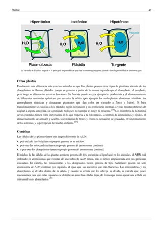 Plantae 47
La vacuola de la célula vegetal es la principal responsable de que ésta se mantenga turgente, cuando tiene la posibilidad de absorber agua.
Otros plastos
Finalmente, una diferencia más con los animales es que las plantas poseen otros tipos de plástidos además de los
cloroplastos, se llaman plástidos porque se generan a partir de la misma organela que el cloroplasto: el proplasto,
pero luego se diferencian en otras funciones. Su función puede ser por ejemplo la producción y el almacenamiento
de diferentes sustancias químicas que necesita la célula (por ejemplo los amiloplastos almacenan almidón, los
cromoplastos sintetizan y almacenan pigmentos que dan color por ejemplo a flores y frutos). Si bien
tradicionalmente se clasifica a los plástidos según su función y sus estructuras internas, a veces resultan difíciles de
asignar a alguna categoría, su significado biológico no siempre es único ni evidente.
[26]
Los miembros de la familia
de los plástidos tienen roles importantes en lo que respecta a la fotosíntesis, la síntesis de aminoácidos y lípidos, el
almacenamiento de almidón y aceites, la coloración de flores y frutos, la sensación de gravedad, el funcionamiento
de los estomas, y la percepción del medio ambiente.
[27]
Genética
Las células de las plantas tienen tres juegos diferentes de ADN:
• por un lado la célula tiene su propio genoma en su núcleo,
• por otro las mitocondrias tienen su propio genoma (1 cromosoma continuo)
• y por otro los cloroplastos tienen su propio genoma (1 cromosoma continuo)
El núcleo de las células de las plantas contiene genoma de tipo eucariota: al igual que en los animales, el ADN está
ordenado en cromosomas que constan de una hebra de ADN lineal, más o menos empaquetada con sus proteínas
asociadas. En cambio, las mitocondrias y los cloroplastos tienen genoma de tipo bacteriano: poseen un solo
cromosoma de ADN continuo por orgánulo, al igual que sus ancestros que eran bacterias. Las mitocondrias y los
cloroplastos se dividen dentro de la célula, y cuando la célula que los alberga se divide, se calcula que posee
mecanismos para que estas organelas se distribuyan entre las células hijas, de forma que nunca quede una célula sin
mitocondrias ni cloroplastos.
[28]
 