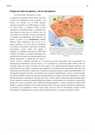 Plantae 48
Origen de todas las plantas y de los cloroplastos
Árbol simbiogenético de los seres vivos. Actualmente se considera
demostrado el origen simbiogenético de las plantas por fusión entre
un protista biflagelado y una cianobacteria. Posteriormente la
simbiogénesis entre un alga roja y otro protista originó las algas
cromofitas.
Artículo principal: Simbiogénesis seriada
La aparición de las plantas sobre la Tierra ocurrió por
un proceso de simbiogénesis entre un protista y una
bacteria. Las bacterias son en líneas generales
organismos procariotas, con ADN pequeño y circular,
sin núcleo celular, ni organelas, donde su única
membrana es la membrana celular y se reproducen por
fisión binaria (la célula crece y se divide en dos); son
microscópicos sin movilidad o con poca movilidad que
se reproducen muy rápidamente. De las bacterias, nos
interesa el grupo de las cianobacterias (también
llamadas "algas verdeazules"), que son uno de los
grupos bacterianos en los que ocurre la fotosíntesis.
Los protistas son eucariontes mayormente unicelulares
microscópicos, poseen células más grandes y
complejas: con múltiples cromosomas de ADN lineal
recluidos en el núcleo, con organelas membranosas con
especialización del trabajo, una estructura rígida interna
llamada citoesqueleto y reproducción por mitosis o
meiosis. Todos los eucariotas provienen de un ancestro que poseía mitocondrias, pues ancestralmente fue
incorporada por endosimbiosis con una bacteria y es la encargada de la respiración celular. Además, todos los
eucariotas capaces de realizar fotosíntesis lo hacen gracias a otra organela particular llamada cloroplasto, que
ancestralmente fue una antigua cianobacteria que, igualmente, fue incorporada por endosimbiosis. Que hayan sido
incorporados por endosimbiosis significa que el organismo originalmente ingirió a la bacteria (probablemente con el
fin primario de alimentarse de ella o como parásito), pero en lugar de degradarla pasó a convivir con ella, iniciando
una relación simbiótica, donde la bacteria sigue reproduciéndose por su propia cuenta pero integrándose a la célula
huésped, perdiendo su capacidad de vida libre. Hoy en día, si bien en algunos linajes puede haberse perdido alguna
de estas organelas, en general son imprescindibles para la planta. Las mitocondrias y los cloroplastos, al igual que las
bacterias de las que se originaron, poseen ADN tipo procariota (pequeño y circular), reproducción similar (fisión
binaria) y sus propios ribosomas son de tamaño procariota (70S). La vez que un protista engulló una cianobacteria y
la convirtió en un cloroplasto se formó un nuevo linaje, junto con todos sus descendientes formaría el clado
Primoplantae o Archaeplastida, que contiene a todas las plantas terrestres y a las algas relacionadas con ellas.
 