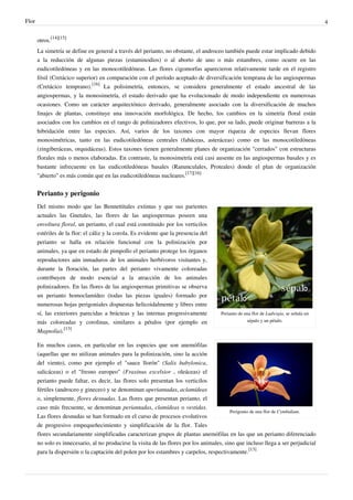 Flor 4
otros.
[14][15]
La simetría se define en general a través del perianto, no obstante, el androceo también puede estar implicado debido
a la reducción de algunas piezas (estaminodios) o al aborto de uno o más estambres, como ocurre en las
eudicotiledóneas y en las monocotiledóneas. Las flores cigomorfas aparecieron relativamente tarde en el registro
fósil (Cretácico superior) en comparación con el período aceptado de diversificación temprana de las angiospermas
(Cretácico temprano).
[16]
La polisimetría, entonces, se considera generalmente el estado ancestral de las
angiospermas, y la monosimetría, el estado derivado que ha evolucionado de modo independiente en numerosas
ocasiones. Como un carácter arquitectónico derivado, generalmente asociado con la diversificación de muchos
linajes de plantas, constituye una innovación morfológica. De hecho, los cambios en la simetría floral están
asociados con los cambios en el rango de polinizadores efectivos, lo que, por su lado, puede originar barreras a la
hibridación entre las especies. Así, varios de los taxones con mayor riqueza de especies llevan flores
monosimétricas, tanto en las eudicotiledóneas centrales (fabáceas, asteráceas) como en las monocotiledóneas
(zingiberáceas, orquidáceas). Estos taxones tienen generalmente planes de organización "cerrados" con estructuras
florales más o menos elaboradas. En contraste, la monosimetría está casi ausente en las angiospermas basales y es
bastante infrecuente en las eudicotiledóneas basales (Ranunculales, Proteales) donde el plan de organización
"abierto" es más común que en las eudicotiledóneas nucleares.
[17][16]
Perianto y perigonio
Perianto de una flor de Ludwigia, se señala un
sépalo y un pétalo.
Perigonio de una flor de Cymbidium.
Del mismo modo que las Bennettitales extintas y que sus parientes
actuales las Gnetales, las flores de las angiospermas poseen una
envoltura floral, un perianto, el cual está constituido por los verticilos
estériles de la flor: el cáliz y la corola. Es evidente que la presencia del
perianto se halla en relación funcional con la polinización por
animales, ya que en estado de pimpollo el perianto protege los órganos
reproductores aún inmaduros de los animales herbívoros visitantes y,
durante la floración, las partes del perianto vivamente coloreadas
contribuyen de modo esencial a la atracción de los animales
polinizadores. En las flores de las angiospermas primitivas se observa
un perianto homoclamídeo (todas las piezas iguales) formado por
numerosas hojas perigoniales dispuestas helicoidalmente y libres entre
sí, las exteriores parecidas a brácteas y las internas progresivamente
más coloreadas y corolinas, similares a pétalos (por ejemplo en
Magnolia).
[13]
En muchos casos, en particular en las especies que son anemófilas
(aquellas que no utilizan animales para la polinización, sino la acción
del viento), como por ejemplo el "sauce llorón" (Salix babylonica,
salicáceas) o el "fresno europeo" (Fraxinus excelsior , oleáceas) el
perianto puede faltar, es decir, las flores solo presentan los verticilos
fértiles (androceo y gineceo) y se denominan aperiantadas, aclamídeas
o, simplemente, flores desnudas. Las flores que presentan perianto, el
caso más frecuente, se denominan periantadas, clamídeas o vestidas.
Las flores desnudas se han formado en el curso de procesos evolutivos
de progresivo empequeñecimiento y simplificación de la flor. Tales
flores secundariamente simplificadas caracterizan grupos de plantas anemófilas en las que un perianto diferenciado
no solo es innecesario, al no producirse la visita de las flores por los animales, sino que incluso llega a ser perjudicial
para la dispersión o la captación del polen por los estambres y carpelos, respectivamente.
[13]
 