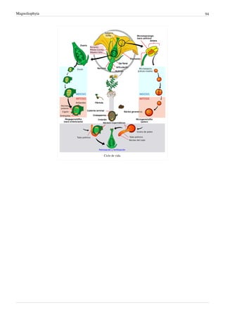 Magnoliophyta 94
Ciclo de vida.
 