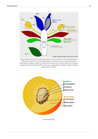Magnoliophyta 95
Dibujo esquemático de una flor de angiosperma ancestral con todas sus partes. Las flores de angisopermas se
diferencian de las flores del resto de las espermatofitas en que poseen verticilos o espirales ordenados de
sépalos, pétalos, estambres y carpelos, los carpelos encierran a los óvulos y reciben el polen sobre su superficie
estigmática en lugar de directamente sobre el óvulo como en gimnospermas. Dibujado y traducido al español a
partir de Judd et al. (2002).
Fruto de angiosperma.
 