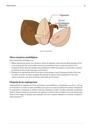 Magnoliophyta 96
Semilla de angiosperma.
Otros caracteres morfológicos
Otras características morfológicas son:
• Muchas angiospermas poseen vasos xilemáticos además de traqueidas, carácter derivado dentro del grupo. En los
vasos, el agua puede fluir sin necesidad de atravesar una membrana, lo que los vuelve muy eficientes en el
transporte de fluidos dentro del esporofito pero probablemente también más propensos a recibir daño (en especial
por embolias de aire) cuando están sujetos a estrés hídrico.
• El floema de las angiospermas difiere del de todas las demás plantas en que los elementos del tubo criboso (que
son células vivas pero sin núcleo, encargadas del transporte de azúcares) están acompañadas por una o más
células acompañantes, que nacen de la misma célula madre que el elemento.
Filogenia de las angiospermas
Tradicionalmente las angiospermas fueron clasificadas en monocotiledóneas y dicotiledóneas; pero hoy se sabe que
las dicotiledóneas no forman un grupo monofilético, por lo que este sistema de clasificación no refleja la filogenia de
las angiospermas. Actualmente se estudia las relaciones filogenéticas en base a los datos moleculares, describiendo
clados en lugar de nominar los taxones que sean superiores al nivel de orden y evitando el uso de las terminaciones
latinas en estos clados. La filogenia más actualizada (2013) da el siguiente cladograma (se muestran en negrita los
clados principales):
[5]
 