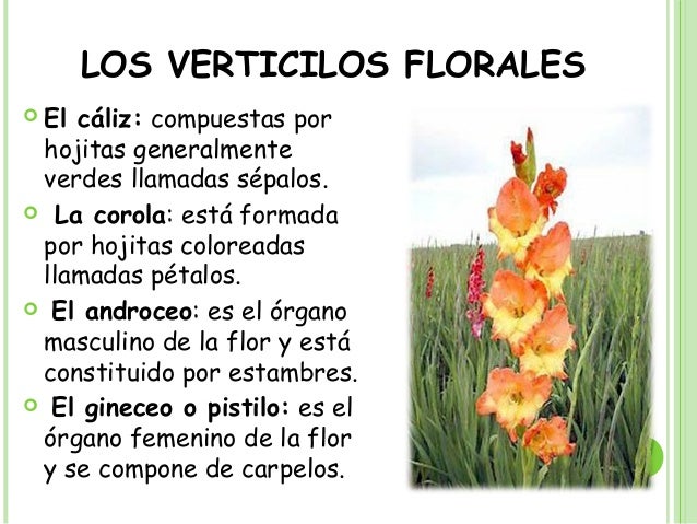 La Flor Grupo A La Flor Grupo A