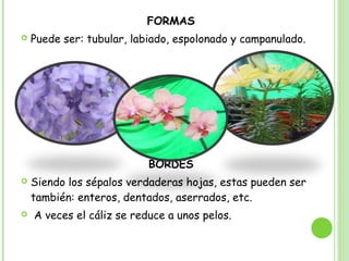 FORMAS
 Puede ser: tubular, labiado, espolonado y campanulado.
BORDES
 Siendo los sépalos verdaderas hojas, estas pueden ser
también: enteros, dentados, aserrados, etc.
 A veces el cáliz se reduce a unos pelos.
 
