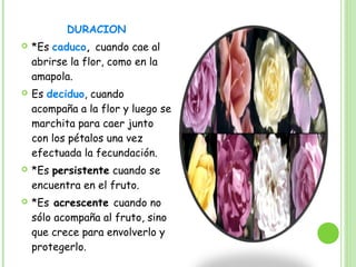DURACION
 *Es caduco, cuando cae al
abrirse la flor, como en la
amapola.
 Es deciduo, cuando
acompaña a la flor y luego se
marchita para caer junto
con los pétalos una vez
efectuada la fecundación.
 *Es persistente cuando se
encuentra en el fruto.
 *Es acrescente cuando no
sólo acompaña al fruto, sino
que crece para envolverlo y
protegerlo.
 