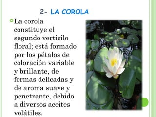 2- LA COROLA
La corola
constituye el
segundo verticilo
floral; está formado
por los pétalos de
coloración variable
y brillante, de
formas delicadas y
de aroma suave y
penetrante, debido
a diversos aceites
volátiles.
 
