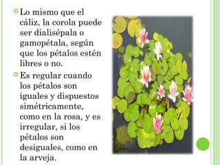  Lo mismo que el
cáliz, la corola puede
ser dialisépala o
gamopétala, según
que los pétalos estén
libres o no.
 Es regular cuando
los pétalos son
iguales y dispuestos
simétricamente,
como en la rosa, y es
irregular, si los
pétalos son
desiguales, como en
la arveja.
 