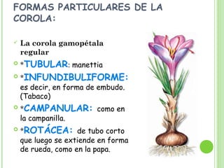 FORMAS PARTICULARES DE LA
COROLA:
 La corola gamopétala
regular
 *TUBULAR: manettia
 *INFUNDIBULIFORME:
es decir, en forma de embudo.
(Tabaco)
 *CAMPANULAR: como en
la campanilla.
 *ROTÁCEA: de tubo corto
que luego se extiende en forma
de rueda, como en la papa.
 