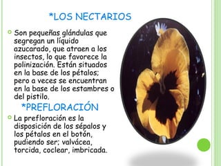 *LOS NECTARIOS
 Son pequeñas glándulas que
segregan un líquido
azucarado, que atraen a los
insectos, lo que favorece la
polinización. Están situados
en la base de los pétalos;
pero a veces se encuentran
en la base de los estambres o
del pistilo.
*PREFLORACIÓN
 La prefloración es la
disposición de los sépalos y
los pétalos en el botón,
pudiendo ser; valvácea,
torcida, coclear, imbricada.
 