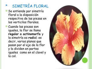 * SIMETRÍA FLORAL
 Se entiende por simetría
floral a la disposición
respectiva de las piezas en
los verticilos florales.
 Cuando las piezas son
iguales, la flor se llama
regular o actinomorfa y
la simetría es radial; es
decir, varios planos que
pasan por el eje de la flor
y la dividen en partes
iguales como en el clavel y
la col.
 