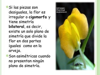 Si las piezas son
desiguales, la flor es
irregular o cigomorfa y
tiene simetría
bilateral, es decir,
existe un solo plano de
simetría que divide la
flor en dos partes
iguales como en la
arveja.
Son asimétricas cuando
no presentan ningún
plano de simetría.
 