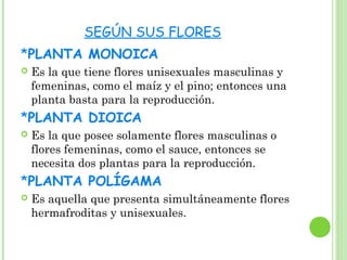 SEGÚN SUS FLORES
*PLANTA MONOICA
 Es la que tiene flores unisexuales masculinas y
femeninas, como el maíz y el pino; entonces una
planta basta para la reproducción.
*PLANTA DIOICA
 Es la que posee solamente flores masculinas o
flores femeninas, como el sauce, entonces se
necesita dos plantas para la reproducción.
*PLANTA POLÍGAMA
 Es aquella que presenta simultáneamente flores
hermafroditas y unisexuales.
 