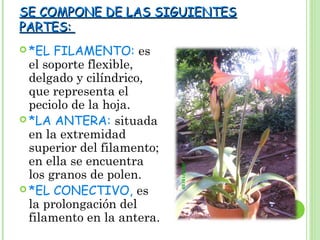 SE COMPONE DE LAS SIGUIENTES
SE COMPONE DE LAS SIGUIENTES
PARTES:
PARTES:
 *EL FILAMENTO: es
el soporte flexible,
delgado y cilíndrico,
que representa el
peciolo de la hoja.
 *LA ANTERA: situada
en la extremidad
superior del filamento;
en ella se encuentra
los granos de polen.
 *EL CONECTIVO, es
la prolongación del
filamento en la antera.
 