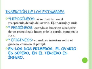 INSERCIÓN DE LOS ESTAMBRES
 *HIPOGÍNEOS: si se insertan en el
receptáculo debajo del ovario. Ej.: naranjo y ruda.
 * PERGÍNEOS: cuando se insertan alrededor
de un receptáculo hueco o de la corola, como en la
rosa.
 * EPIGÍNEOS: cuando se insertan sobre el
gineceo, como en el perejil.
 EN LOS DOS PRIMEROS, EL OVARIO
ES SÚPERO, EN EL TERCERO ES
ÍNFERO.
 