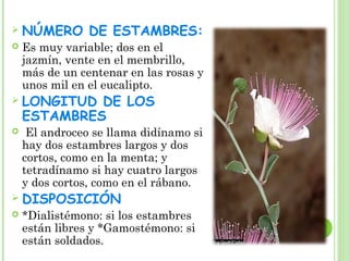  NÚMERO DE ESTAMBRES:
 Es muy variable; dos en el
jazmín, vente en el membrillo,
más de un centenar en las rosas y
unos mil en el eucalipto.
 LONGITUD DE LOS
ESTAMBRES
 El androceo se llama didínamo si
hay dos estambres largos y dos
cortos, como en la menta; y
tetradínamo si hay cuatro largos
y dos cortos, como en el rábano.
 DISPOSICIÓN
 *Dialistémono: si los estambres
están libres y *Gamostémono: si
están soldados.
 