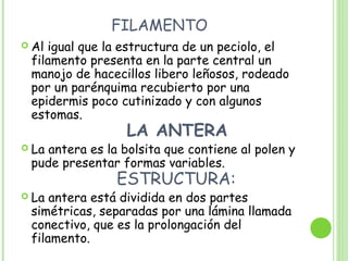 FILAMENTO
 Al igual que la estructura de un peciolo, el
filamento presenta en la parte central un
manojo de hacecillos libero leñosos, rodeado
por un parénquima recubierto por una
epidermis poco cutinizado y con algunos
estomas.
LA ANTERA
 La antera es la bolsita que contiene al polen y
pude presentar formas variables.
ESTRUCTURA:
 La antera está dividida en dos partes
simétricas, separadas por una lámina llamada
conectivo, que es la prolongación del
filamento.
 