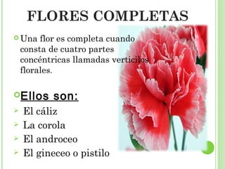 FLORES COMPLETAS
 Una flor es completa cuando
consta de cuatro partes
concéntricas llamadas verticilos
florales.
Ellos son:
 El cáliz
 La corola
 El androceo
 El gineceo o pistilo
 