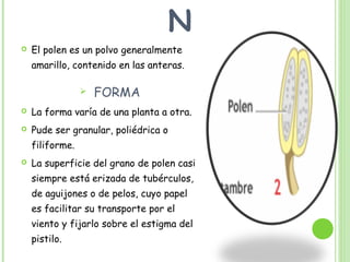N
 El polen es un polvo generalmente
amarillo, contenido en las anteras.
 FORMA
 La forma varía de una planta a otra.
 Pude ser granular, poliédrica o
filiforme.
 La superficie del grano de polen casi
siempre está erizada de tubérculos,
de aguijones o de pelos, cuyo papel
es facilitar su transporte por el
viento y fijarlo sobre el estigma del
pistilo.
 