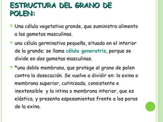 ESTRUCTURA DEL GRANO DE
ESTRUCTURA DEL GRANO DE
POLEN:
POLEN:
 Una célula vegetativa grande, que suministra alimento
a las gametas masculinas.
 una célula germinativa pequeña, situada en el interior
de la grande; se llama célula generatriz, porque se
divide en dos gametas masculinas.
 *una doble membrana, que protege al grano de polen
contra la desecación. Se vuelve a dividir en: la exina o
membrana superior, cutinizada, consistente e
inextensible y la intina o membrana interior, que es
elástica, y presenta espesamientos frente a los poros
de la exina.
 