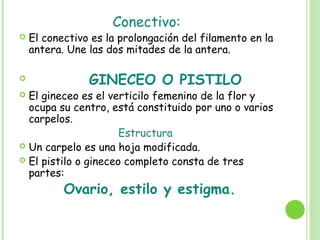 Conectivo:
 El conectivo es la prolongación del filamento en la
antera. Une las dos mitades de la antera.
 GINECEO O PISTILO
 El gineceo es el verticilo femenino de la flor y
ocupa su centro, está constituido por uno o varios
carpelos.
Estructura
 Un carpelo es una hoja modificada.
 El pistilo o gineceo completo consta de tres
partes:
Ovario, estilo y estigma.
 