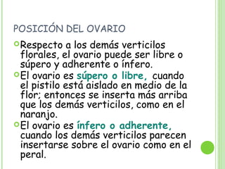 POSICIÓN DEL OVARIO
Respecto a los demás verticilos
florales, el ovario puede ser libre o
súpero y adherente o ínfero.
El ovario es súpero o libre, cuando
el pistilo está aislado en medio de la
flor; entonces se inserta más arriba
que los demás verticilos, como en el
naranjo.
El ovario es ínfero o adherente,
cuando los demás verticilos parecen
insertarse sobre el ovario como en el
peral.
 