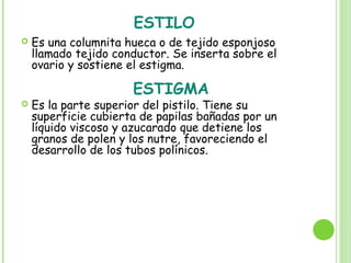 ESTILO
 Es una columnita hueca o de tejido esponjoso
llamado tejido conductor. Se inserta sobre el
ovario y sostiene el estigma.
ESTIGMA
 Es la parte superior del pistilo. Tiene su
superficie cubierta de papilas bañadas por un
líquido viscoso y azucarado que detiene los
granos de polen y los nutre, favoreciendo el
desarrollo de los tubos polínicos.
 