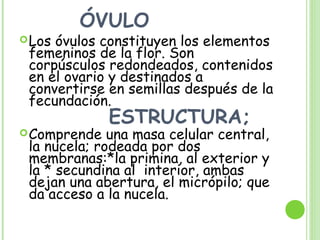 ÓVULO
Los óvulos constituyen los elementos
femeninos de la flor. Son
corpúsculos redondeados, contenidos
en el ovario y destinados a
convertirse en semillas después de la
fecundación.
ESTRUCTURA;
Comprende una masa celular central,
la nucela; rodeada por dos
membranas:*la primina, al exterior y
la * secundina al interior, ambas
dejan una abertura, el micrópilo; que
da acceso a la nucela.
 