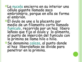 La nucela encierra en su interior una
célula gigante llamada saco
embrionario, porque en ella se forma
el embrión.
El óvulo se une a la placenta por
medio de un filamento corto llamado
funículo, recorrido por un haz libero
leñoso que fija al óvulo y lo alimenta,
el punto de inserción del funículo con
la primina se llama hilo o hilio.
Se denomina calaza, al punto donde
el haz liberoleñoso se divide para
penetrar en la primina.
 