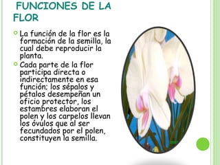FUNCIONES DE LA
FLOR
 La función de la flor es la
formación de la semilla, la
cual debe reproducir la
planta.
 Cada parte de la flor
participa directa o
indirectamente en esa
función; los sépalos y
pétalos desempeñan un
oficio protector, los
estambres elaboran el
polen y los carpelos llevan
los óvulos que al ser
fecundados por el polen,
constituyen la semilla.
 